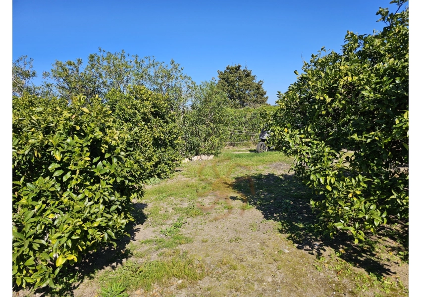 Sad pomarańczowy 350m od plaży w Cullera, Walencja